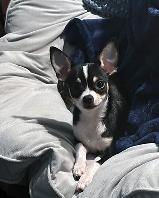 Riley, Kim's chihuahua writing partner